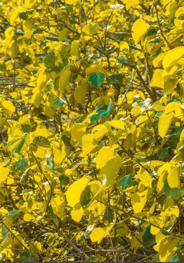 Whoseman-4-明星教練男丁格爾-芬達-全裸非全見寫真書